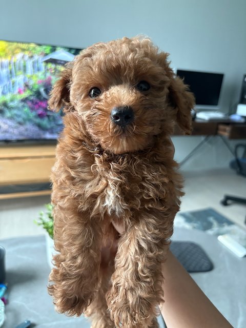 Milo - Poodle Dog