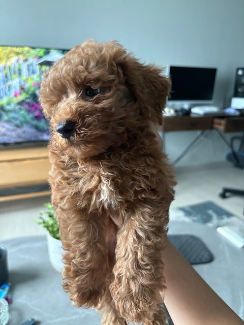 Milo - Poodle Dog