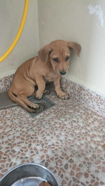 Brono - Mixed Breed Dog