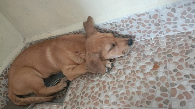 Brono - Mixed Breed Dog