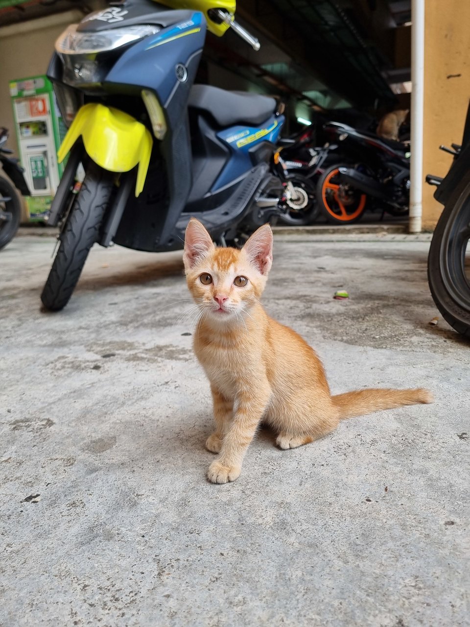 Mochi - Domestic Medium Hair Cat