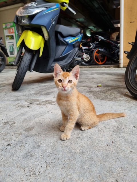 Mochi - Domestic Medium Hair Cat