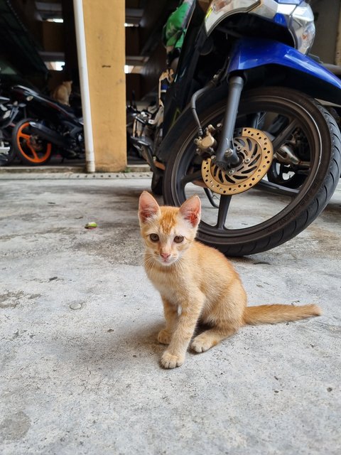 Mochi - Domestic Medium Hair Cat