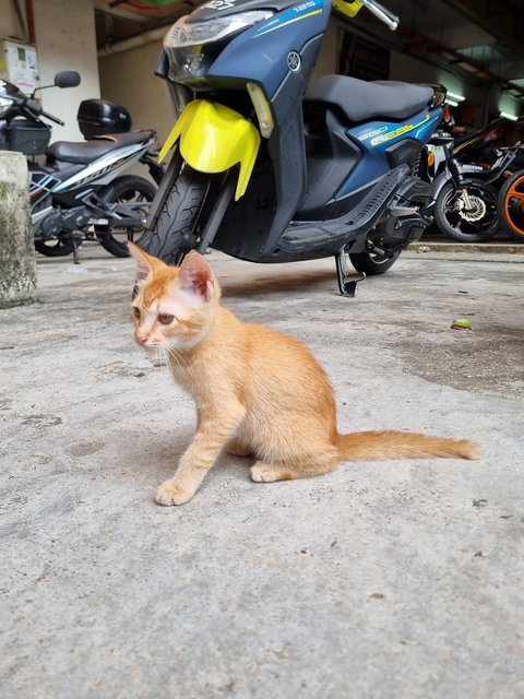 Mochi - Domestic Medium Hair Cat