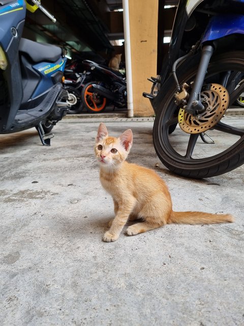 Mochi - Domestic Medium Hair Cat