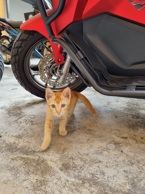 Mochi - Domestic Medium Hair Cat