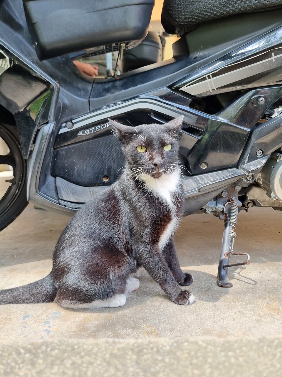 Brad - Tuxedo Cat