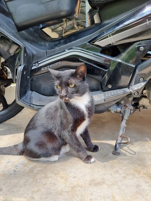 Brad - Tuxedo Cat