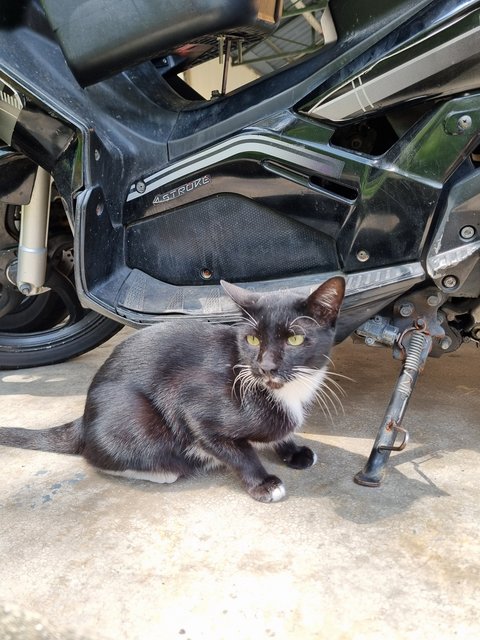 Brad - Tuxedo Cat