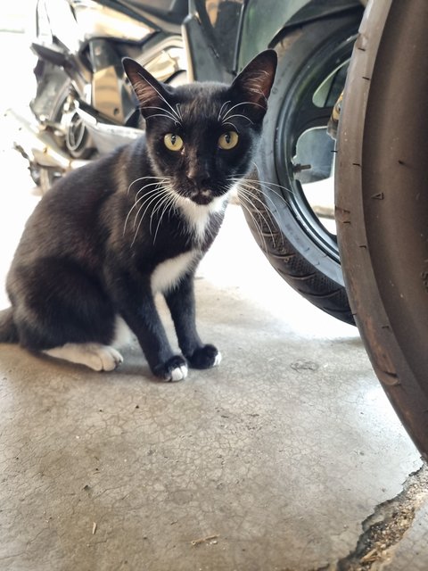 Brad - Tuxedo Cat