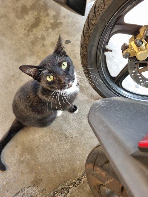 Brad - Tuxedo Cat