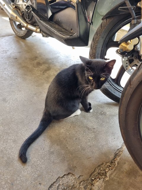 Brad - Tuxedo Cat