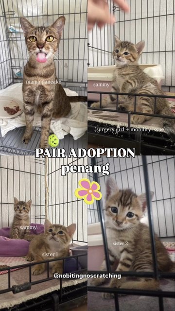 Pancake + 3 Daughters - Tabby + Domestic Short Hair Cat