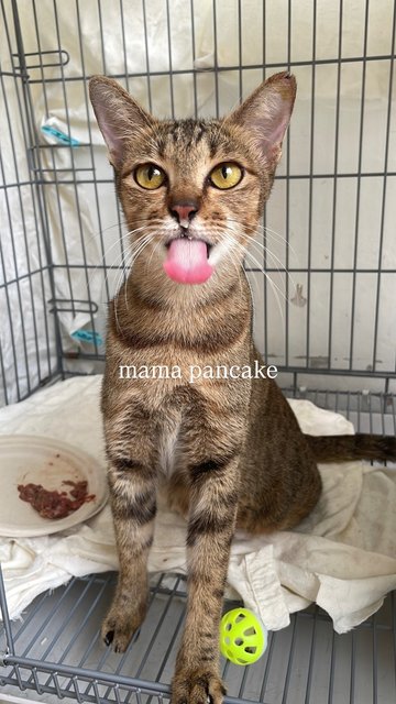 Pancake + 3 Daughters - Tabby + Domestic Short Hair Cat