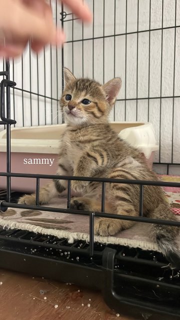 Pancake + 3 Daughters - Tabby + Domestic Short Hair Cat