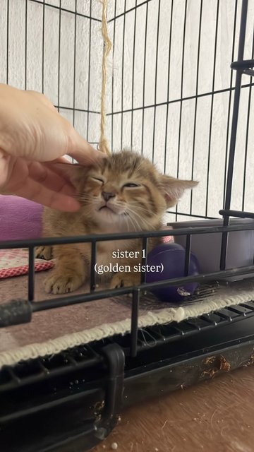 Pancake + 3 Daughters - Tabby + Domestic Short Hair Cat