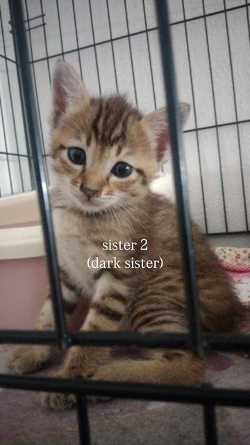 Pancake + 3 Daughters - Tabby + Domestic Short Hair Cat