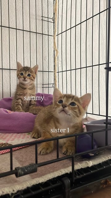 Pancake + 3 Daughters - Tabby + Domestic Short Hair Cat