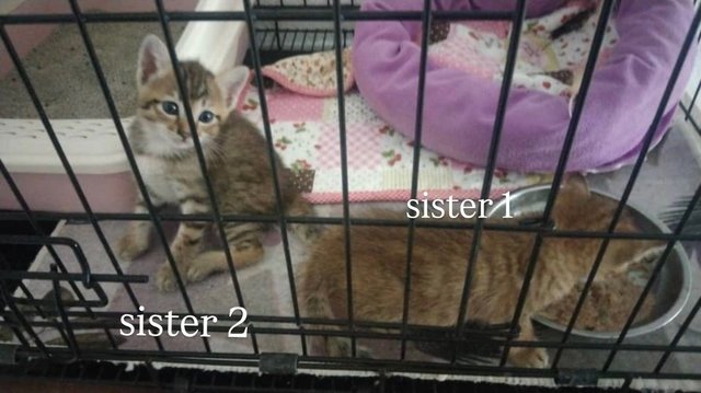 Pancake + 3 Daughters - Tabby + Domestic Short Hair Cat