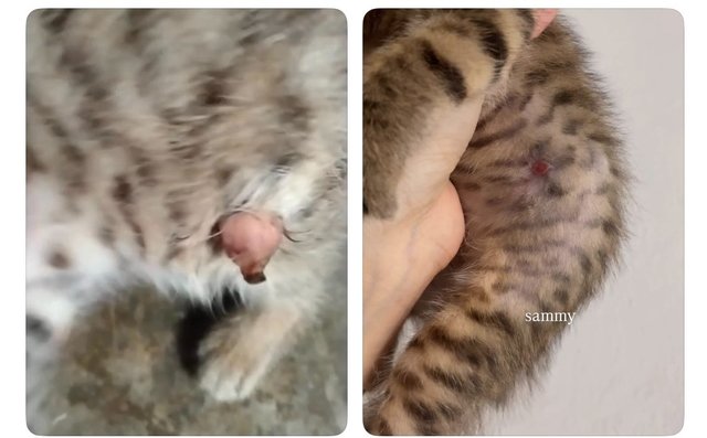 Pancake + 3 Daughters - Tabby + Domestic Short Hair Cat