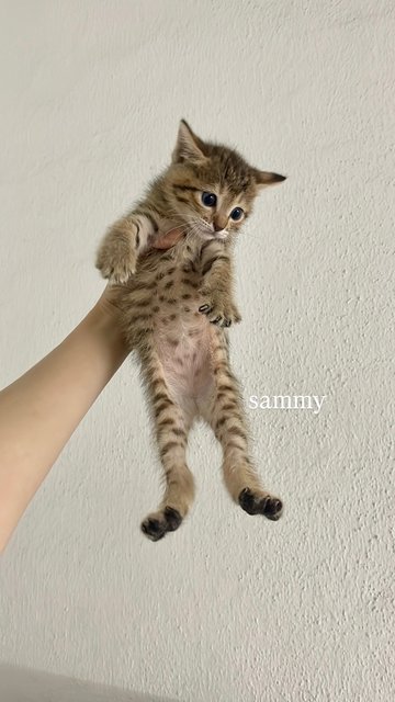 Pancake + 3 Daughters - Tabby + Domestic Short Hair Cat