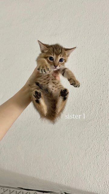 Pancake + 3 Daughters - Tabby + Domestic Short Hair Cat