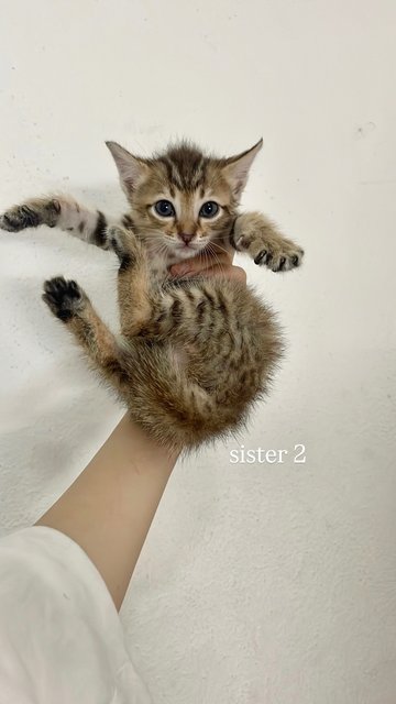 Pancake + 3 Daughters - Tabby + Domestic Short Hair Cat
