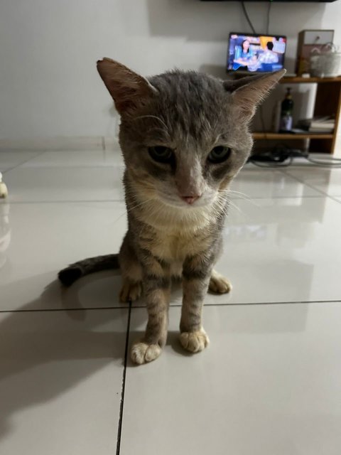 Blue - Domestic Short Hair Cat