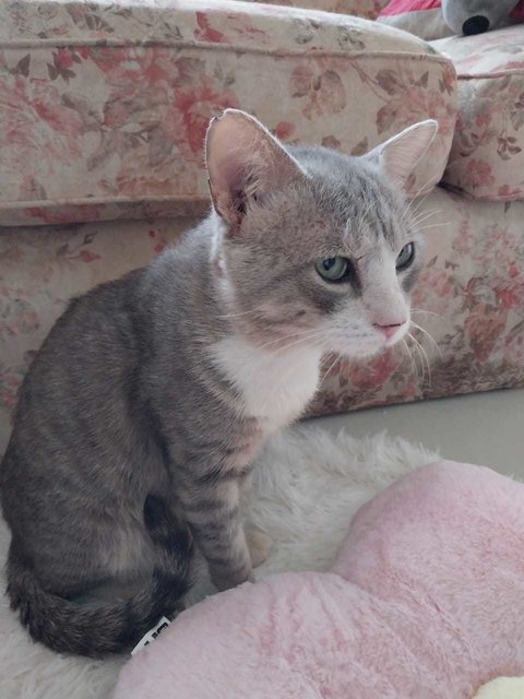 Blue - Domestic Short Hair Cat