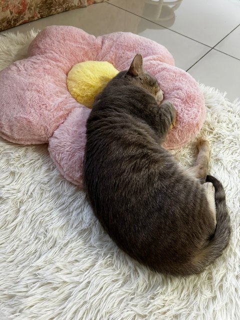 Blue - Domestic Short Hair Cat