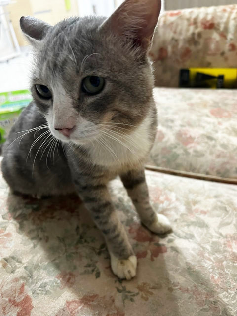 Blue - Domestic Short Hair Cat