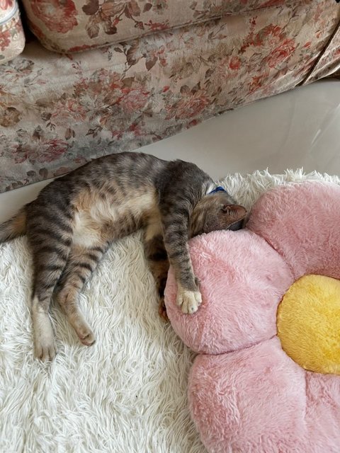 Blue - Domestic Short Hair Cat