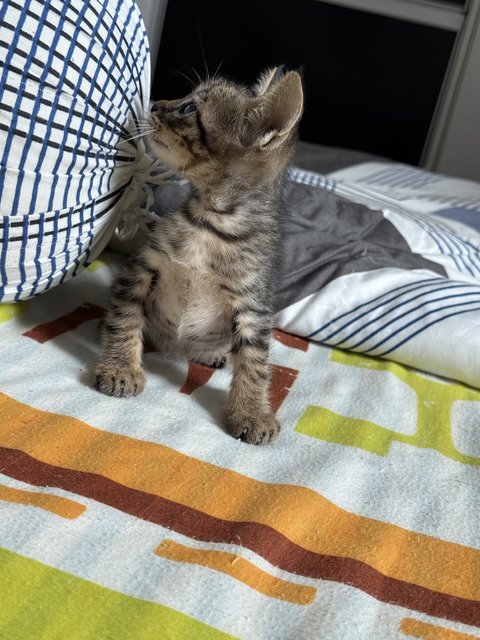 Cusco - Tabby Cat