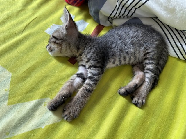 Cusco - Tabby Cat