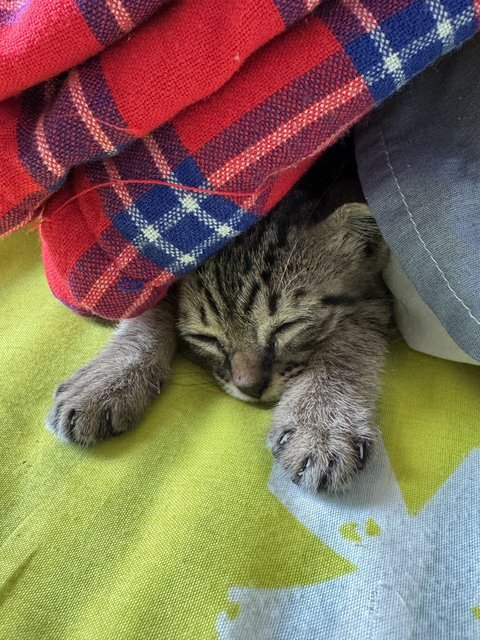 Cusco - Tabby Cat