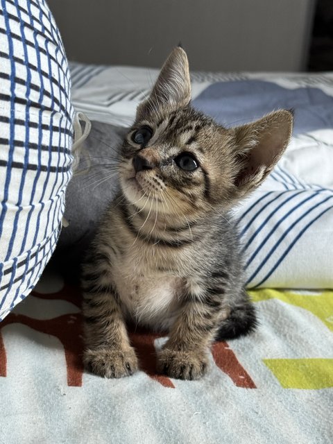 Cusco - Tabby Cat