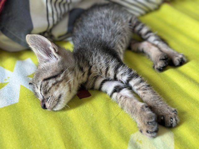Cusco - Tabby Cat