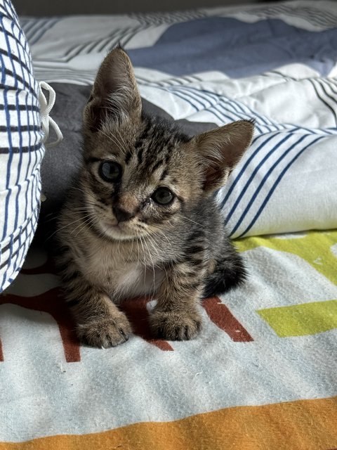 Cusco - Tabby Cat