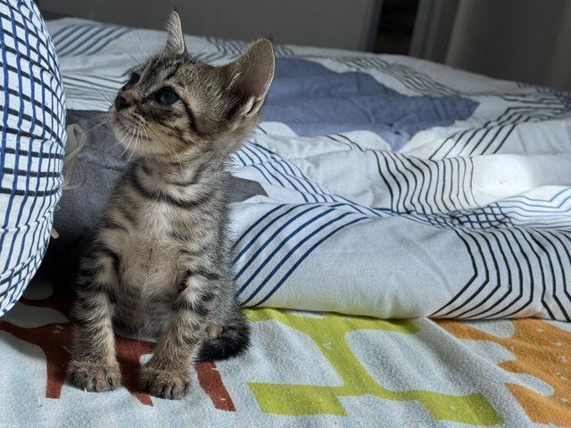 Cusco - Tabby Cat