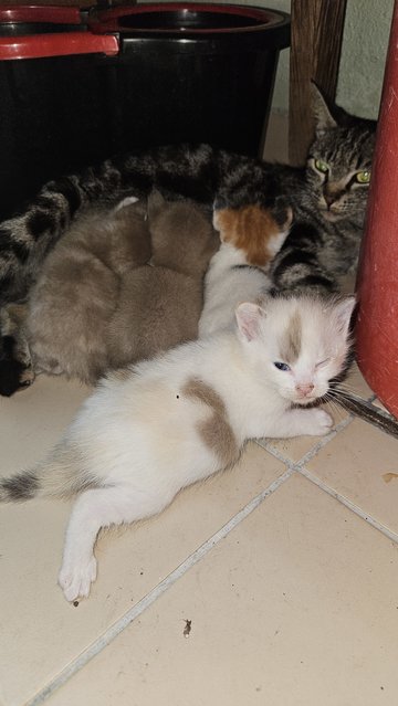 Smokey &amp; The Beans - Domestic Short Hair Cat