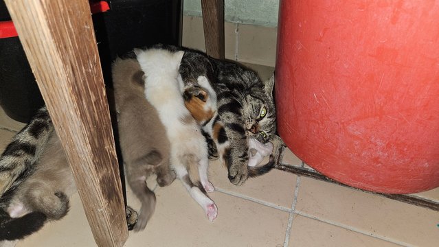 Smokey &amp; The Beans - Domestic Short Hair Cat