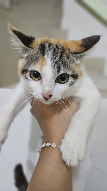 Liquid &amp; Bean - Domestic Short Hair Cat