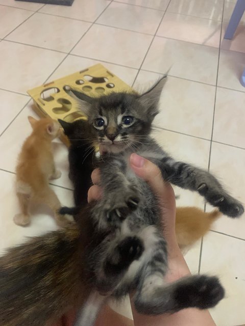 PF141876 - Domestic Short Hair Cat