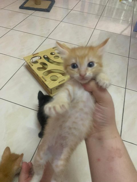 PF141876 - Domestic Short Hair Cat
