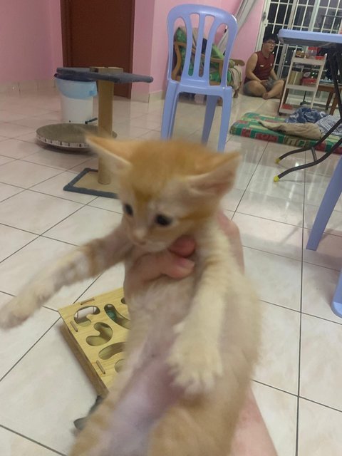 PF141876 - Domestic Short Hair Cat