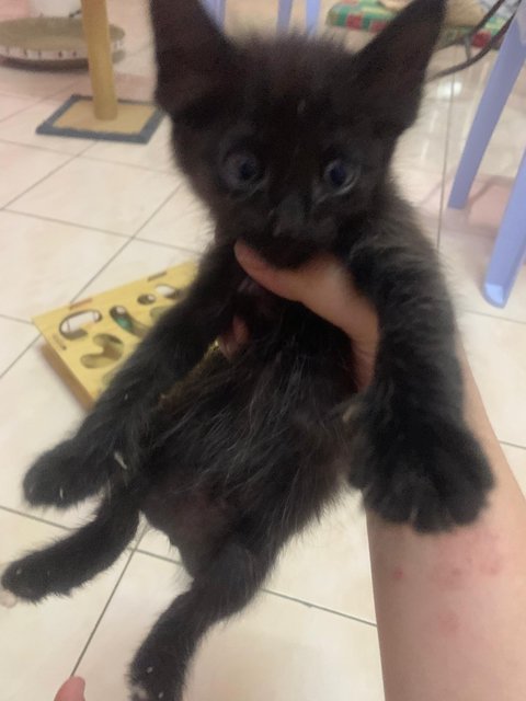 PF141876 - Domestic Short Hair Cat