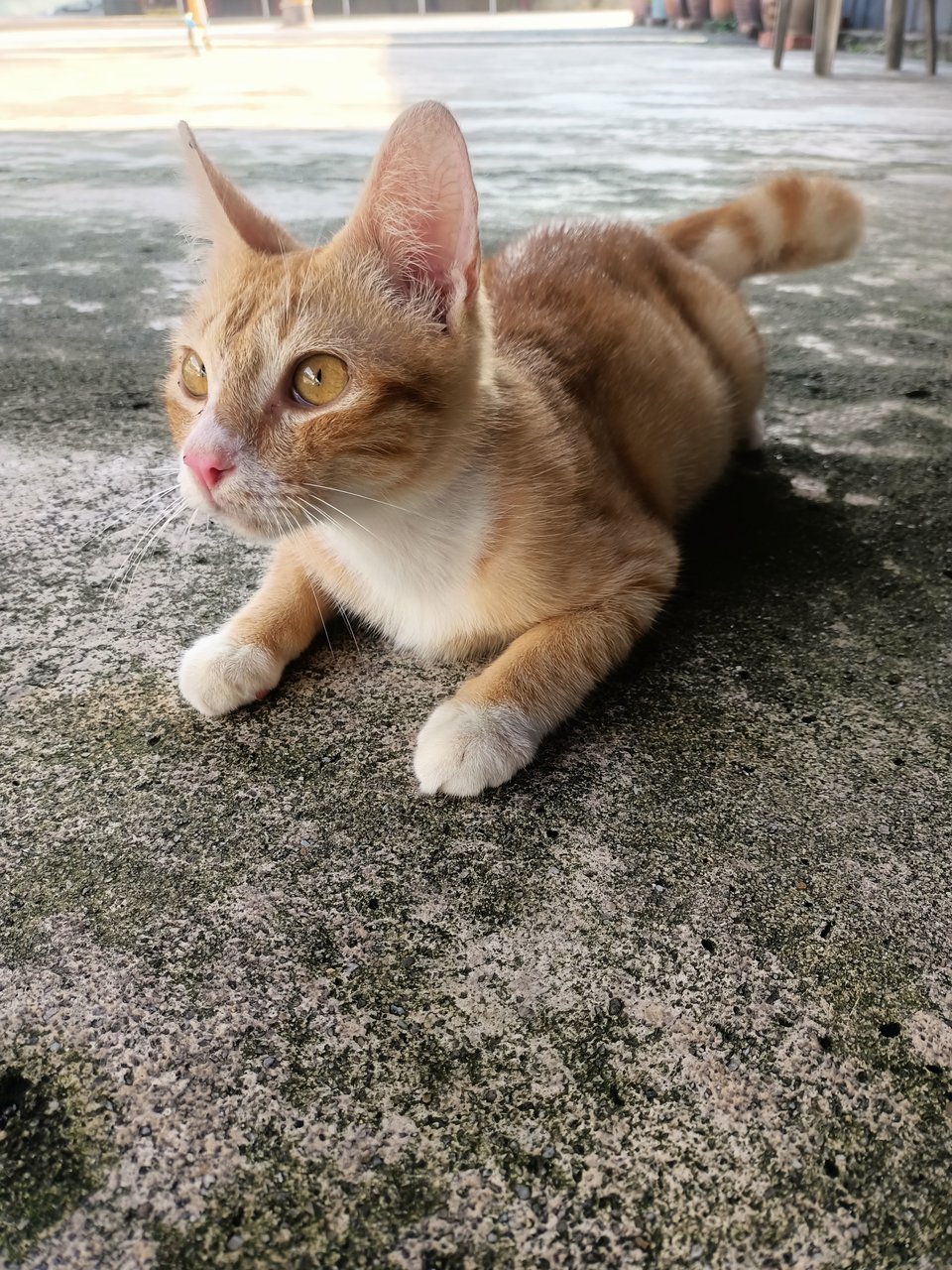 Oyen - Domestic Short Hair Cat