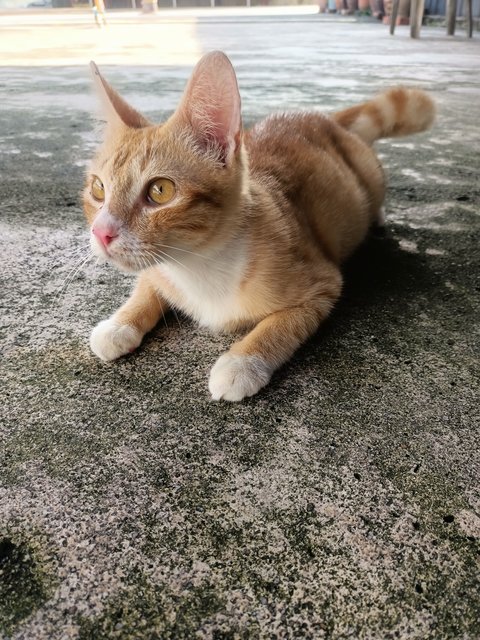 Oyen - Domestic Short Hair Cat