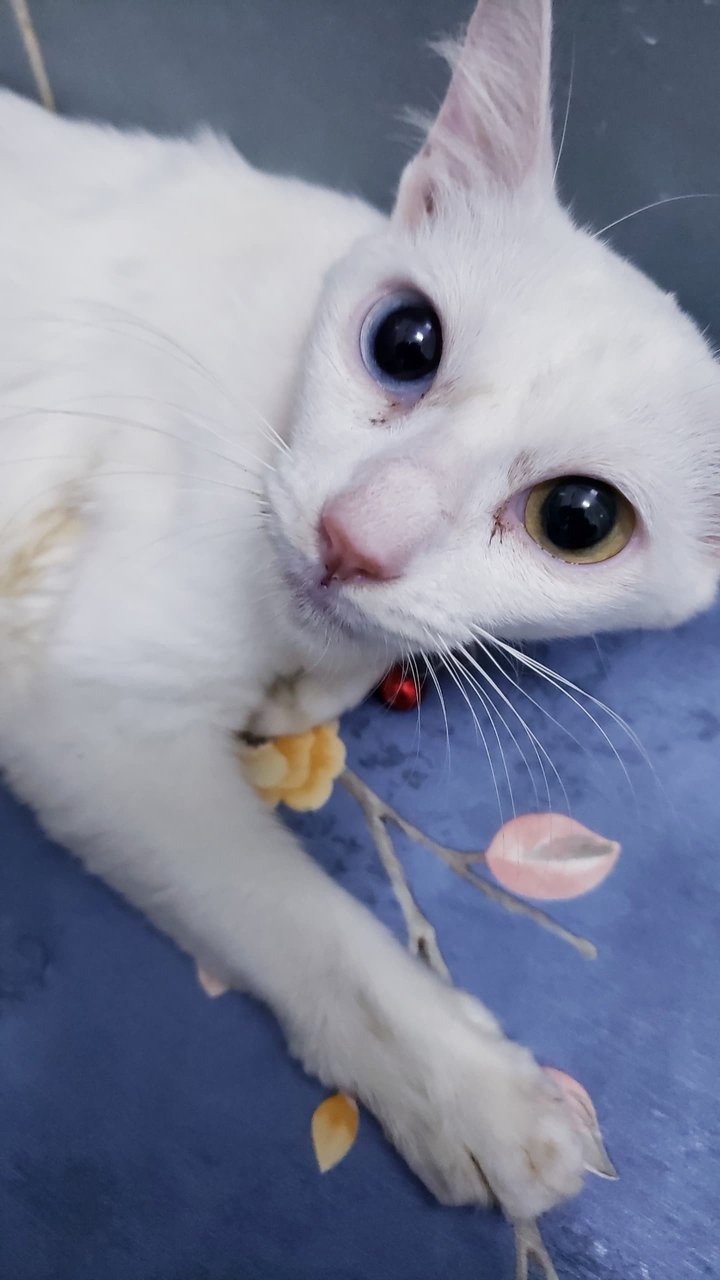 Avi - Turkish Angora + Domestic Short Hair Cat
