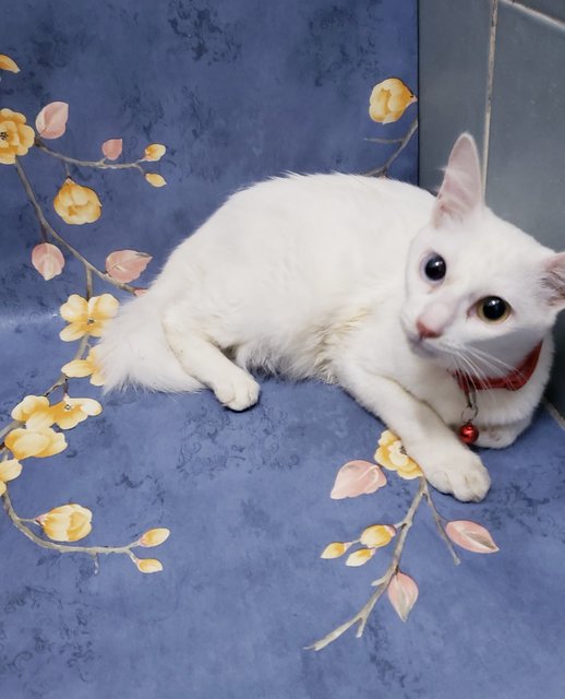 Avi - Turkish Angora + Domestic Short Hair Cat